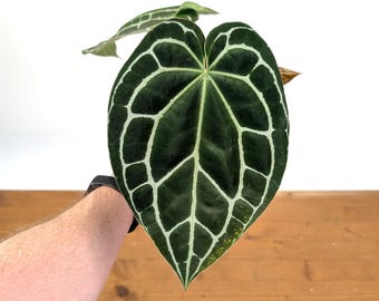 Anthurium Crystallinum Assorted 4 Inch Pots