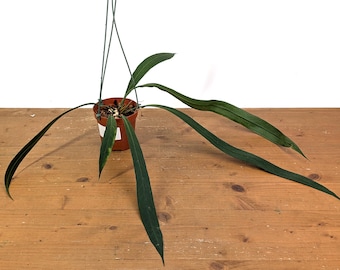 Anthurium Vittariifolium   - Strap Leaf Plant - Narrow Ribbon Like Leaves - Live Houseplant