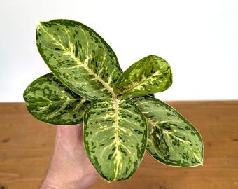 Aglaonema Green Papuma Pot Size: 4"  - US Seller 4" Pots