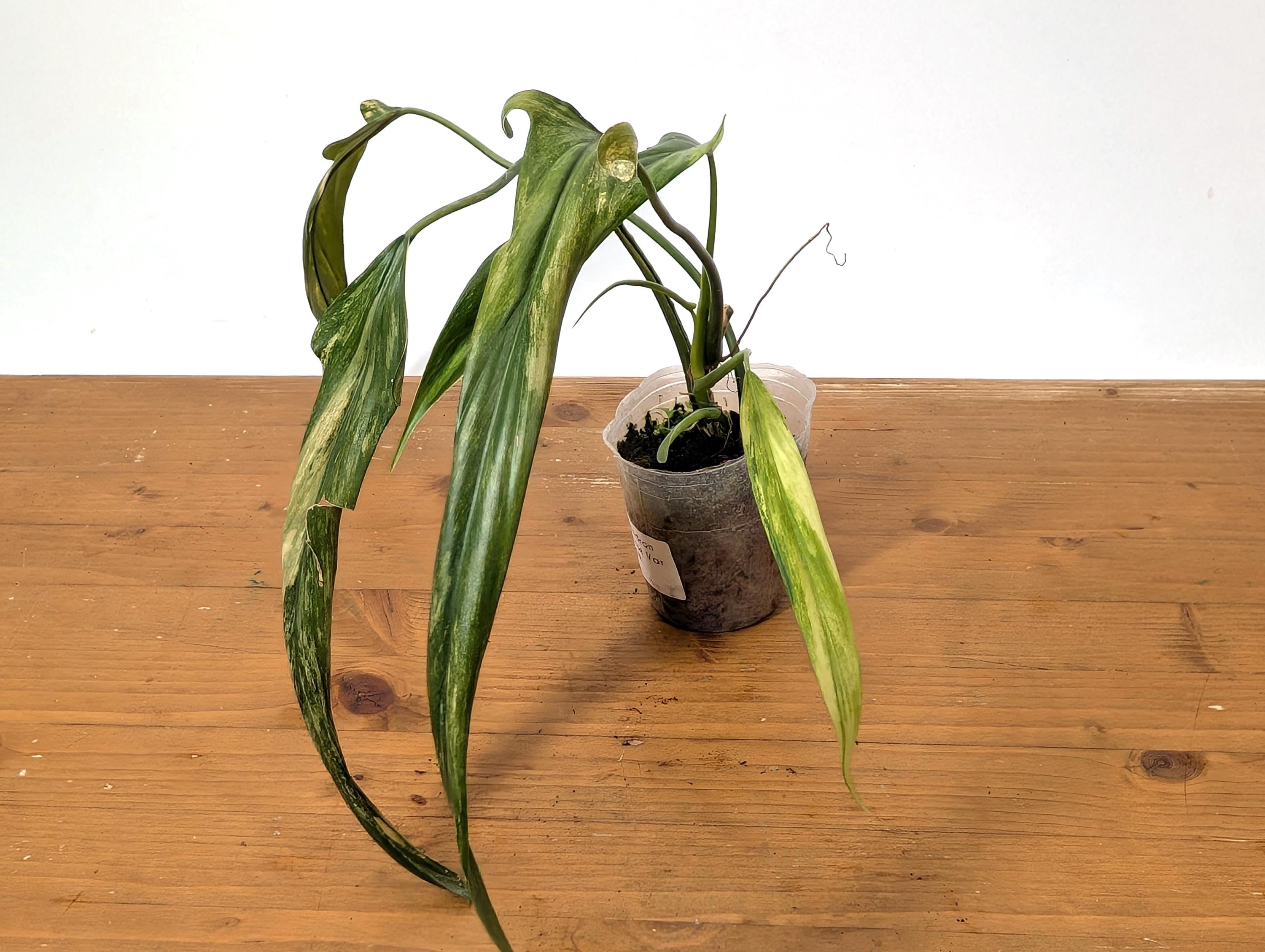 philodendron black beauty Philodendron Florida Beauty x (Paraiso Verde x Black Billietiae) orange  variegated main image 1