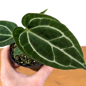 Anthurium Crystallinum - Assorted 4 Inch Pots