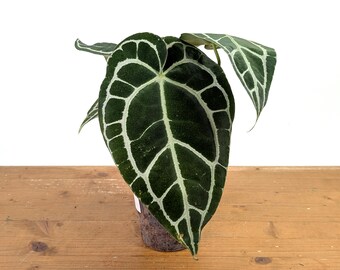 Anthurium Red Crystallinum X SKG Silver – Hybrid Velvet Leaf Aroid