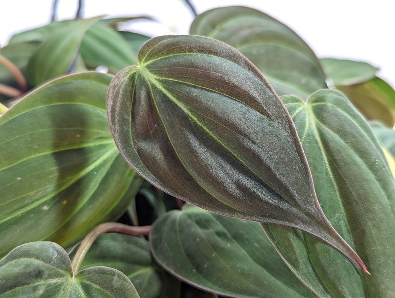 Philodendron Micans live plant