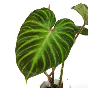 Philodendron Monkey Tail - Fibrosum x Verrucosum Hybrid Each One is One of A Kind Seed Grown - 4 inch pot