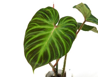 Philodendron Monkey Tail - Fibrosum x Verrucosum Hybrid Each One is One of A Kind Seed Grown - 4 inch pot