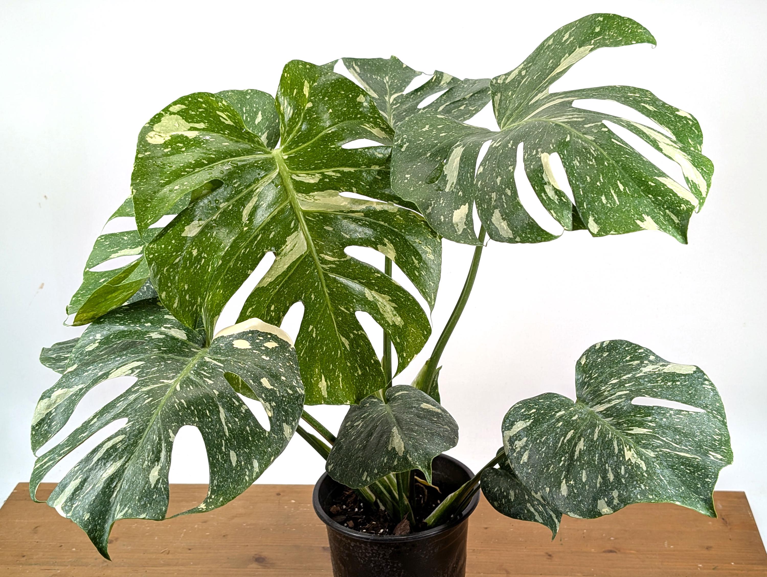 birds nest snake plant Bird's Nest Snake Plant (Dracaena trifasciata)  Jungle Relics
