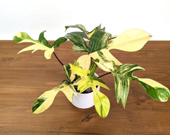 Philodendron Florida Beauty Variegated XL Exact 4" Plant #31D