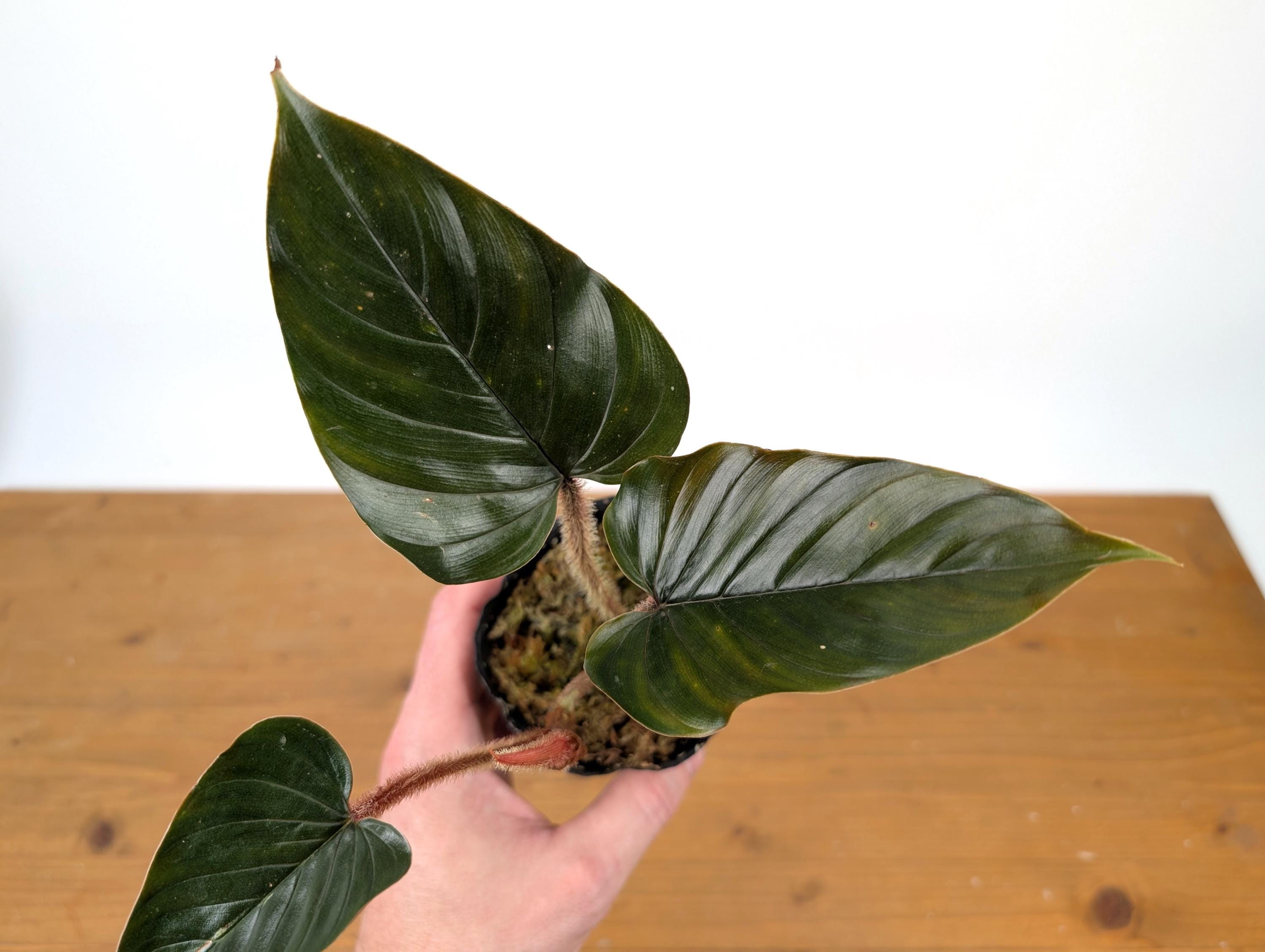 Philodendron Squamicaule Pink (AKA Squamicaule Blood) - Etsy