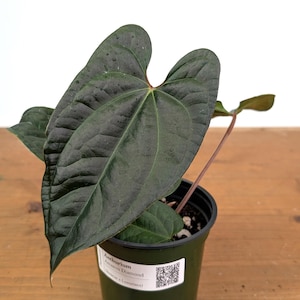 Anthurium Amazon Diamond - (A. Besseae Aff X A. Luxurians) - 4