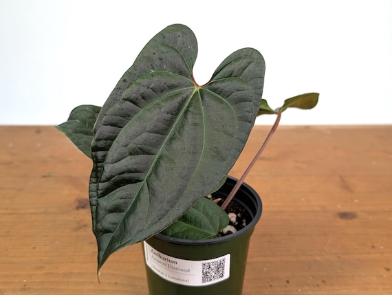 Anthurium Amazon Diamond - (A. Besseae Aff X A. Luxurians) - 4