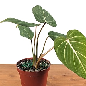 Philodendron Gloriosum Live Exotic Tropical in 4 inch or 6 inch pots