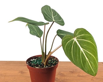 Philodendron Gloriosum Live Exotic Tropical in 4 inch or 6 inch pots