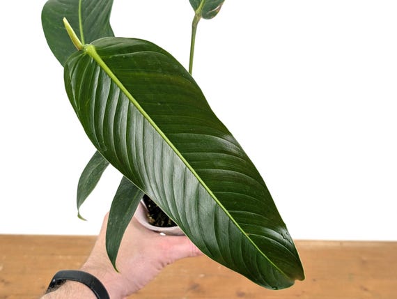 philodendron cat Lemonlime Philodendron Trailing Heart Leaf Indoor Plant in Cat Face Ceramic  for Homes in Delhi main image 1