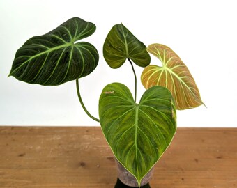 Philodendron El Choco Red Mature Nodes Rubrijuvenile Rare Aroid Plant NOT  TC - Etsy