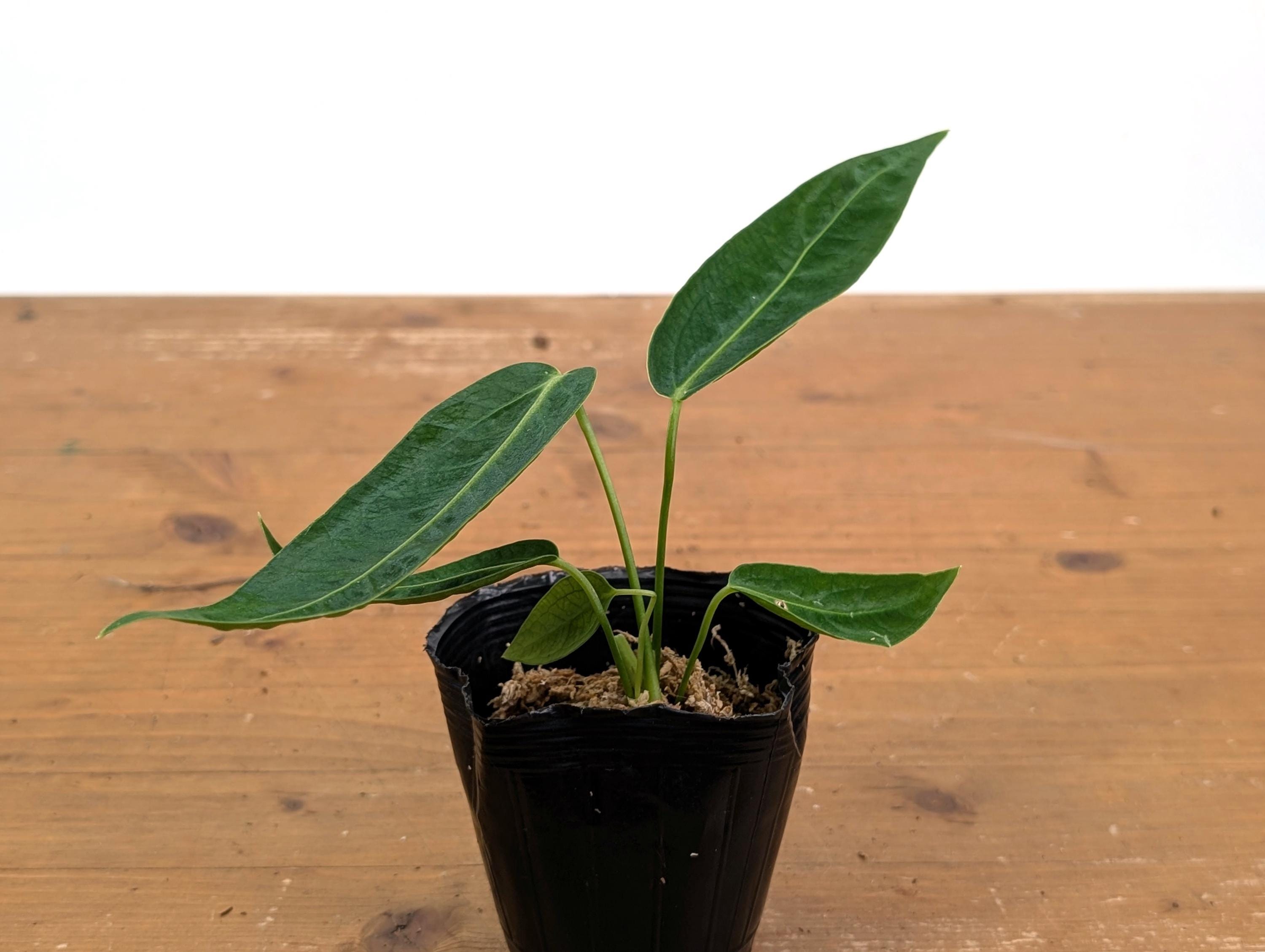 その他観葉植物 Anthurium warocqueanum x waterburyanum Anthurium Warocqueanum X Waterburyanum - US Seller - Multiple