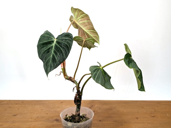 Philodendron Verrucosum Green Zafire (green Sapphire) Pot Size: 4