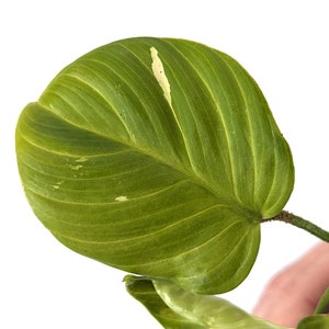 Variegated Philodendron Fuzzy Petiole Starter Plants Exact Plant image 2