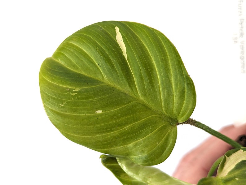 Variegated Philodendron Fuzzy Petiole Starter Plants Exact Plant image 2