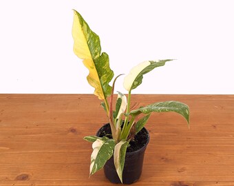 Philodendron Ring of Fire Half Moon Variegated - 4  inch pot Grower's Choice Rare Collector's Plant