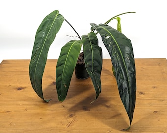 Mature Patriciae Philodendron (Mature form - 8-14" leaves)
