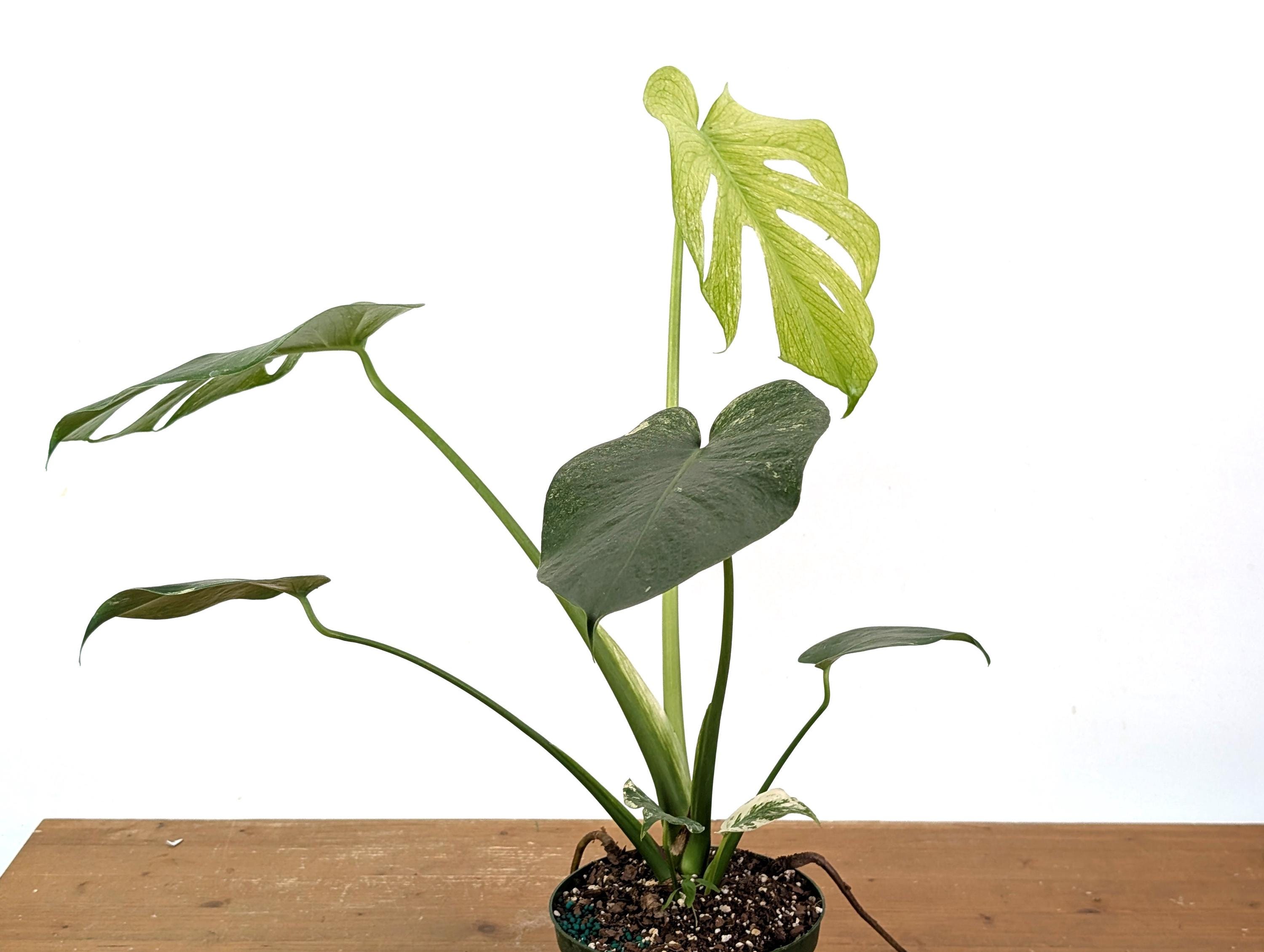 Monstera Deliciosa Mint Variegated - Multiple Pot Sizes - Mint 