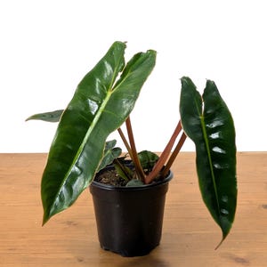 Philodendron Billietiae &#39;Billie&#39; Beautiful & Elegant Houseplant with Orange Petioles and BIG Potential