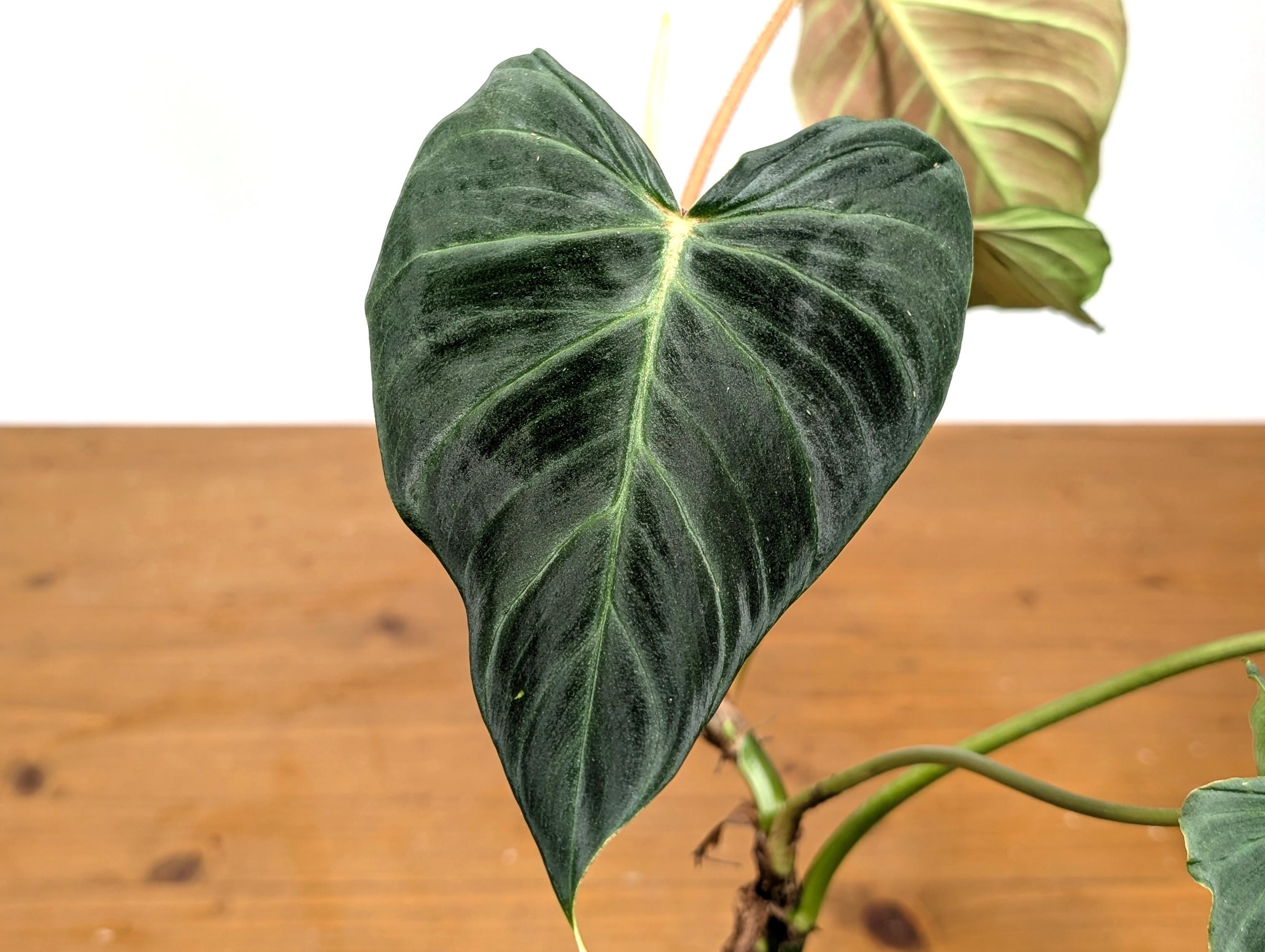 Philodendron Verrucosum Green Zafire (green Sapphire) Pot Size: 4