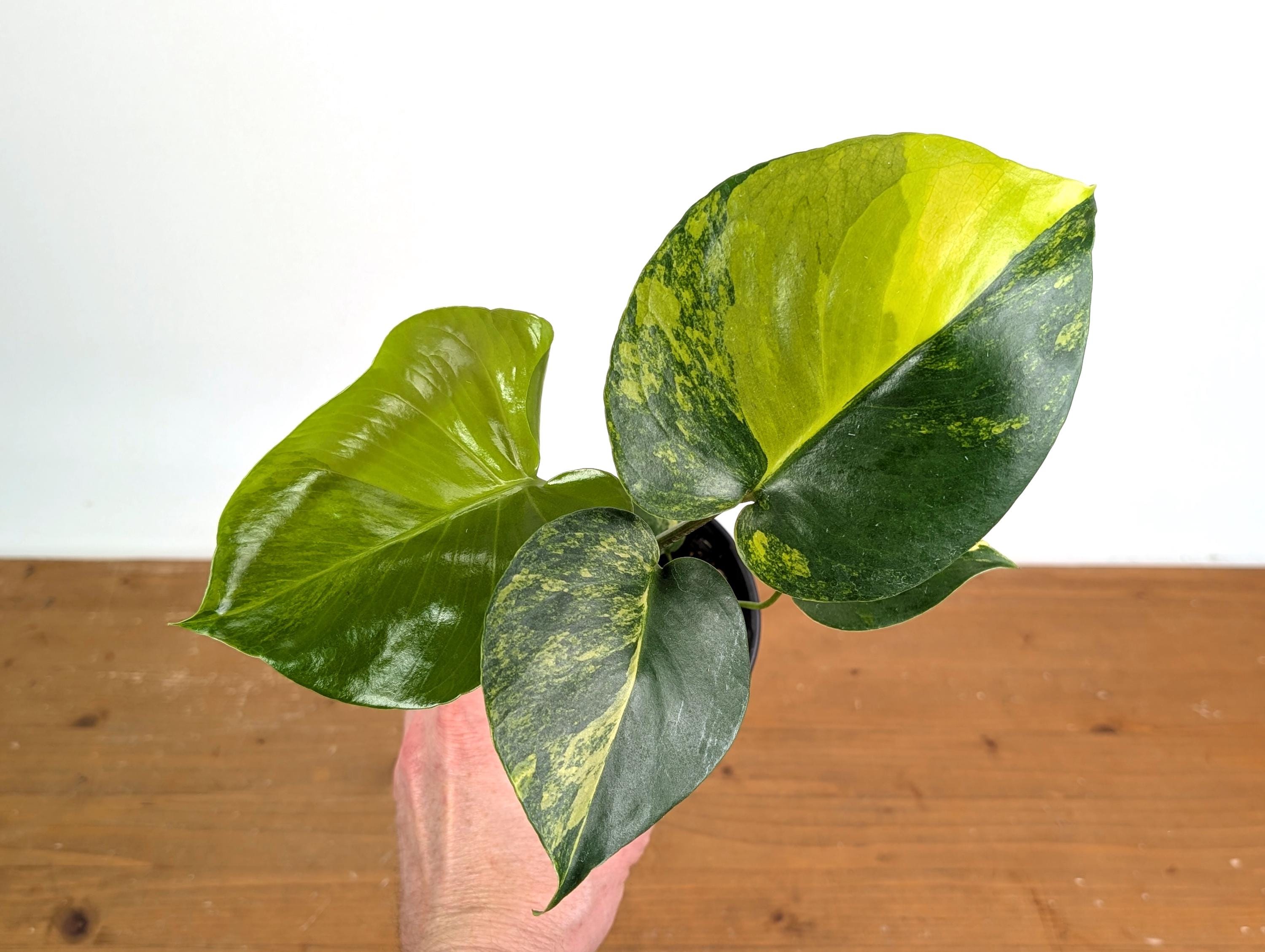 Monstera Deliciosa 'yellow Marilyn' Aurea Variegated Variegated