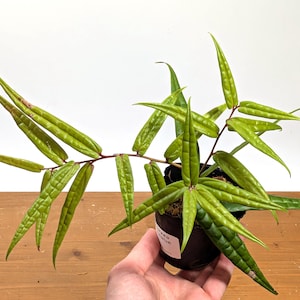 Ceratostema Lanigerum 'neotropical Blueberry' - Assorted 4 Inch
