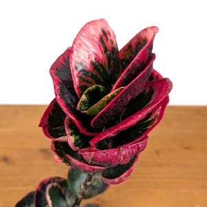 Croton Rose (Codiaeum Pictum) Live Plant - 4 Inch Pot