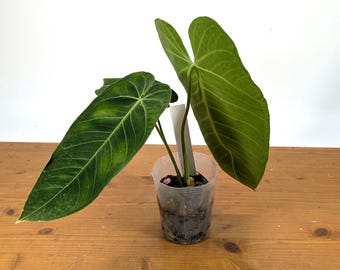 Anthurium Warocqueanum X Waterburyanum - Etsy