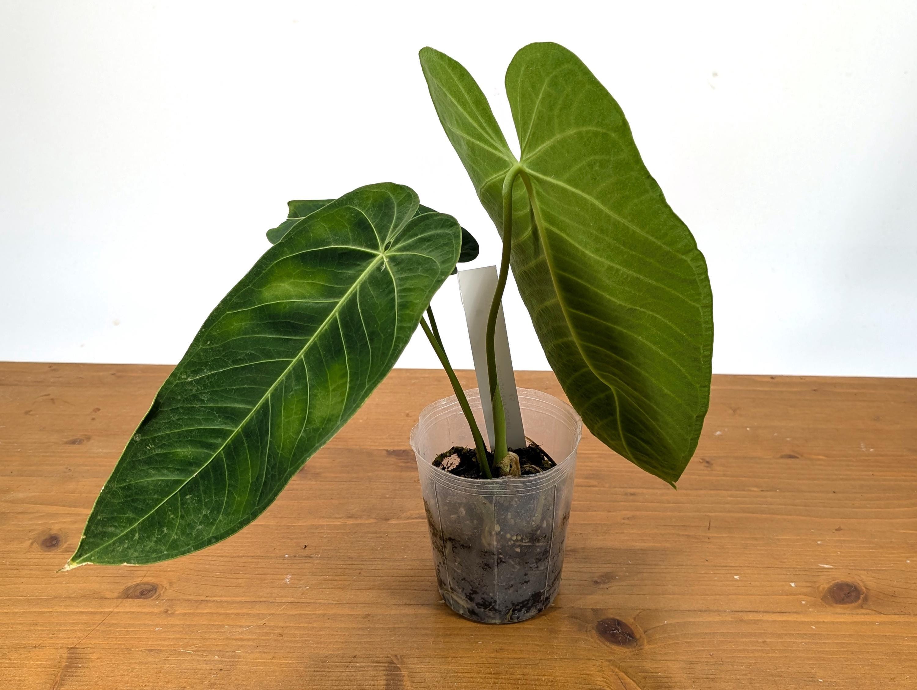 Anthurium Warocqueanum X Waterburyanum - Etsy