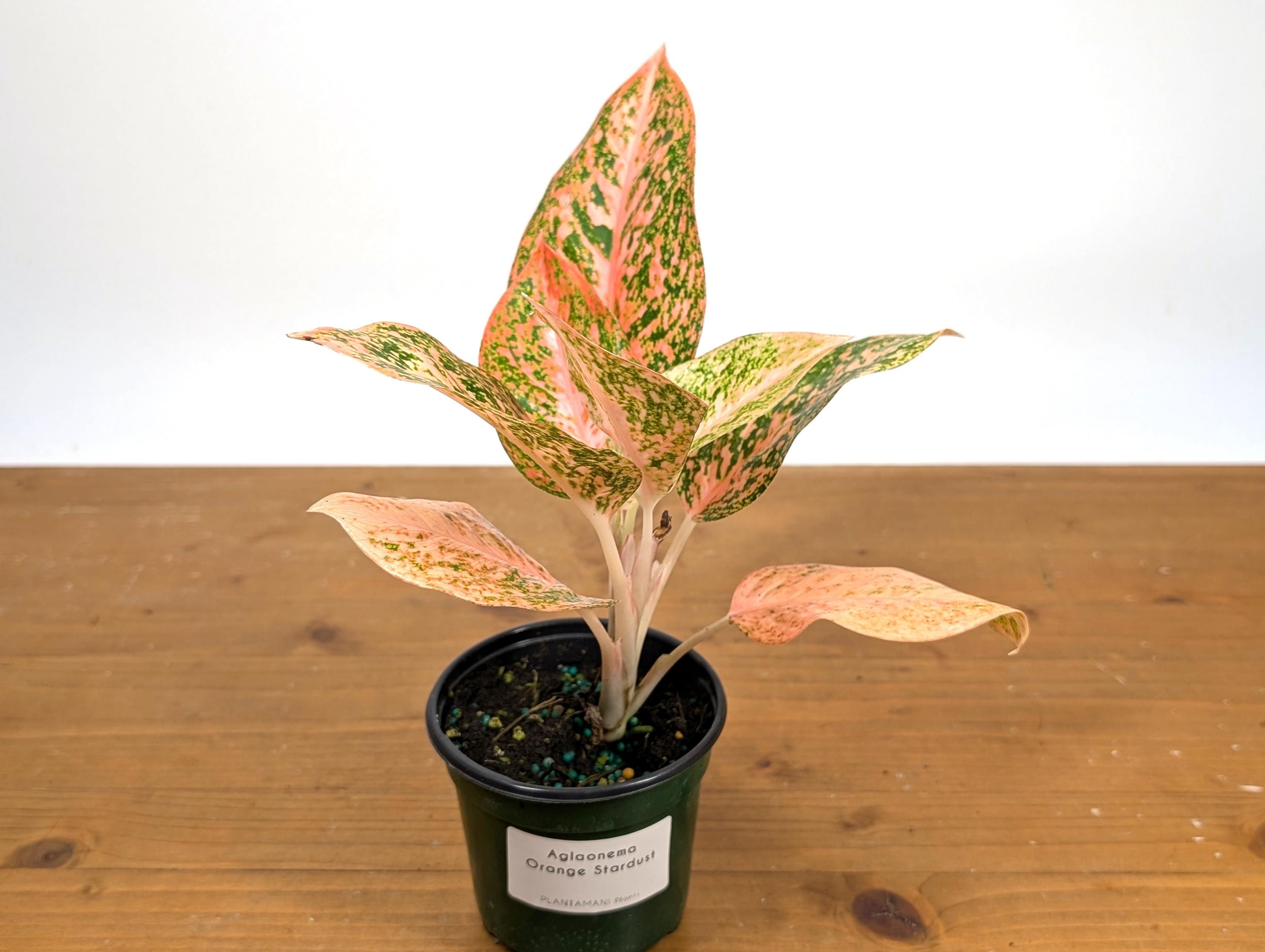 Aglaonema Orange Stardust | 4 Inch Assorted Pots Live Houseplants