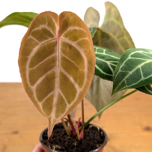 Anthurium Crystallinum - Assorted 4 Inch Pots