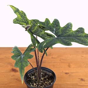 Alocasia Jacklyn Tandurusa Live Tropical Houseplant - 4 or 6 Inch Pot - Fuzzy Elephant Ear Plant