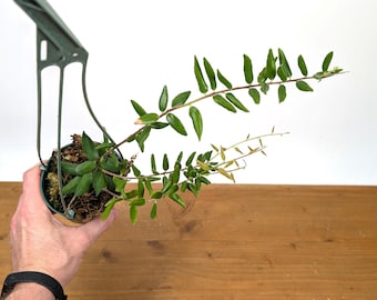Ceratostema Doucettei - Assorted 4 Inch Pots - Etsy