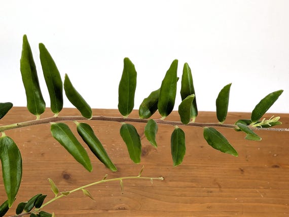 Ceratostema Doucettei - Assorted 4 Inch Pots - Etsy