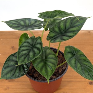 WOW FULL Alocasia Dragon Scale Multiple Plants per Pot - Assorted 4 & 6 Inch Pots