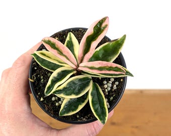 Hoya Krinkle 8 Albo Marginata