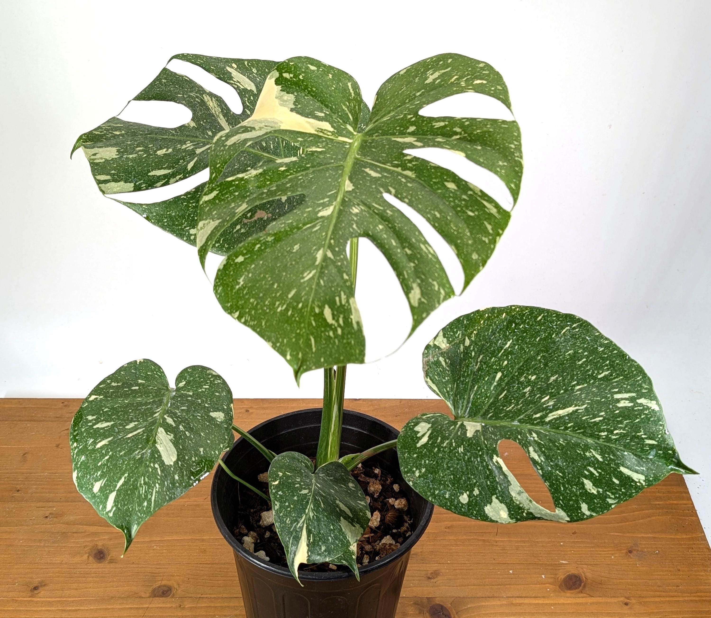 Monstera Thai Constellation 6" Grower's Choice