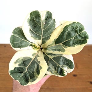 Varieagated Ficus Lyrata - Fiddle Leaf Fig