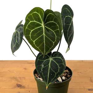Anthurium Clarinervium 4 Inch or 6 inch Nursery Pot Live Tropical Indoor House Plant Leaves with Cardboard Like Texture