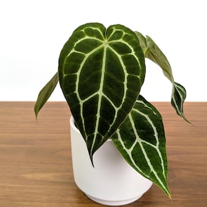 Anthurium Crystallinum