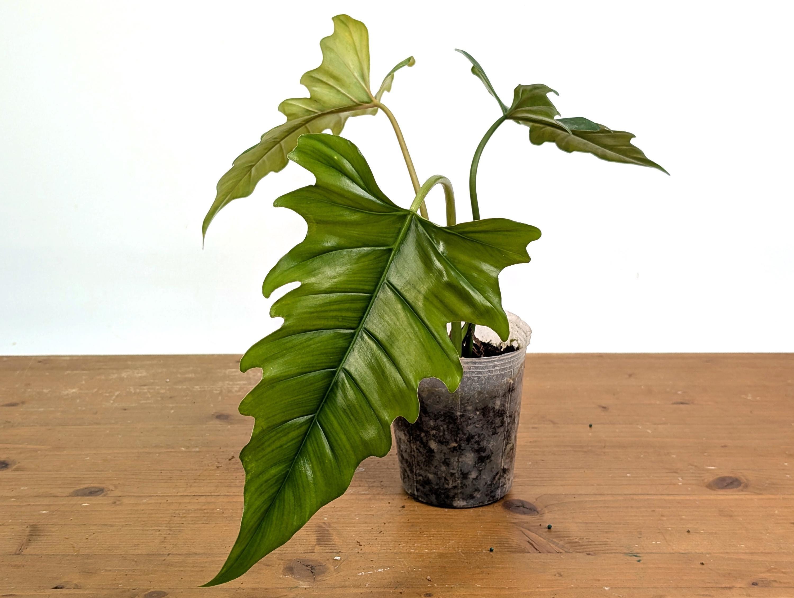 Variegated Plowmanii - Etsy