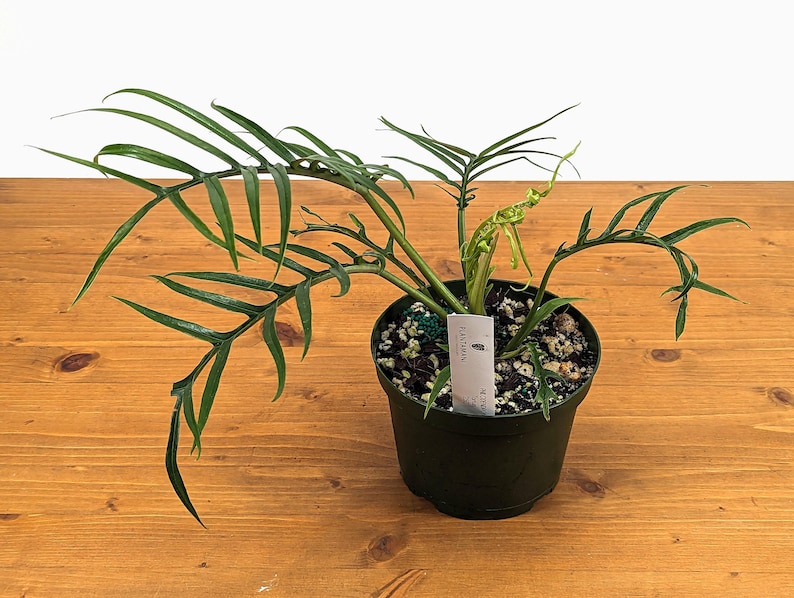 Plantamani Philodendron Tortum - Thumbnail 3