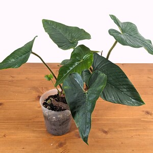 Philodendron Squamicaule 4 inch pot approx 12 tall image 5