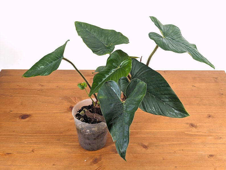 Philodendron Squamicaule 4 inch pot approx 12 tall image 5