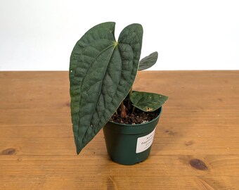 Anthurium Papillilaminum x Luxurians | 4 inch pot