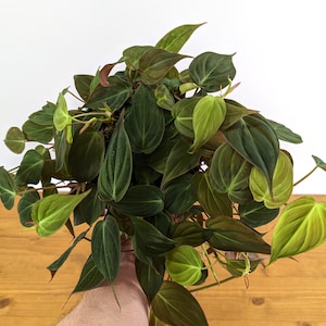 Philodendron Micans FREE Shipping image 6