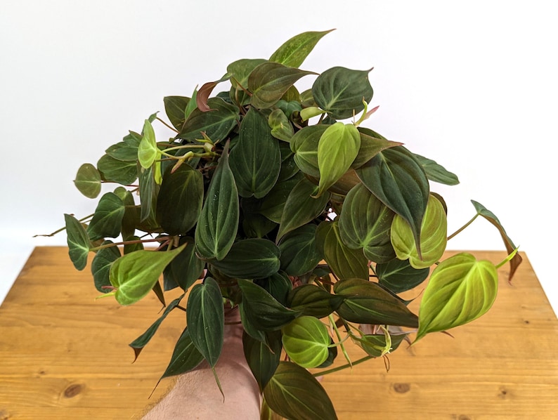 Philodendron Micans FREE Shipping image 6